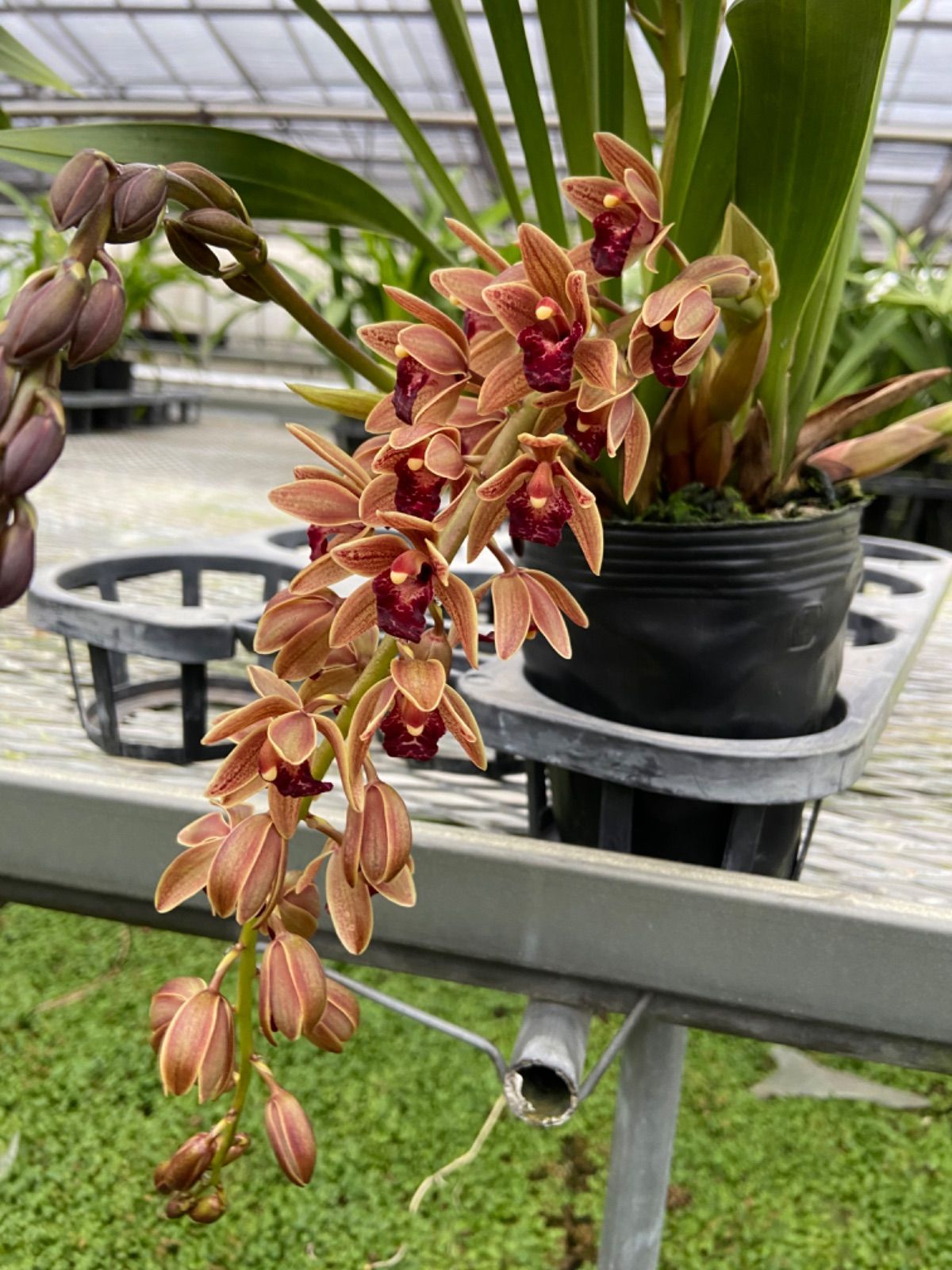 ミツバチ蘭 原種交配シンビ ミスマフェット 12cm 花芽2本以上