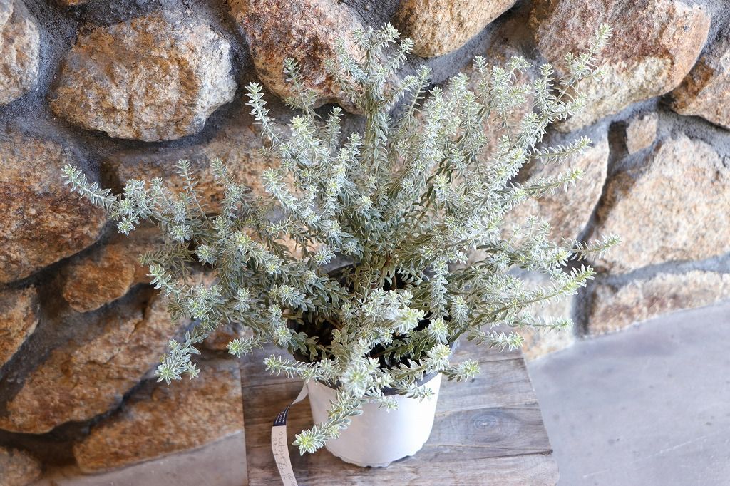 斑入り ウエストリンギア スモーキーホワイト 5個セット ウェストリン