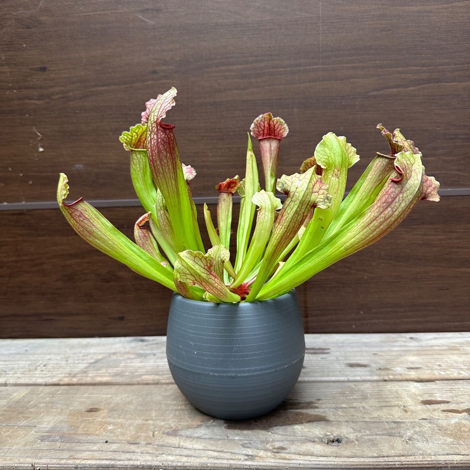 新品］スプリングブロッサム 21cm クーププレート4枚 桜