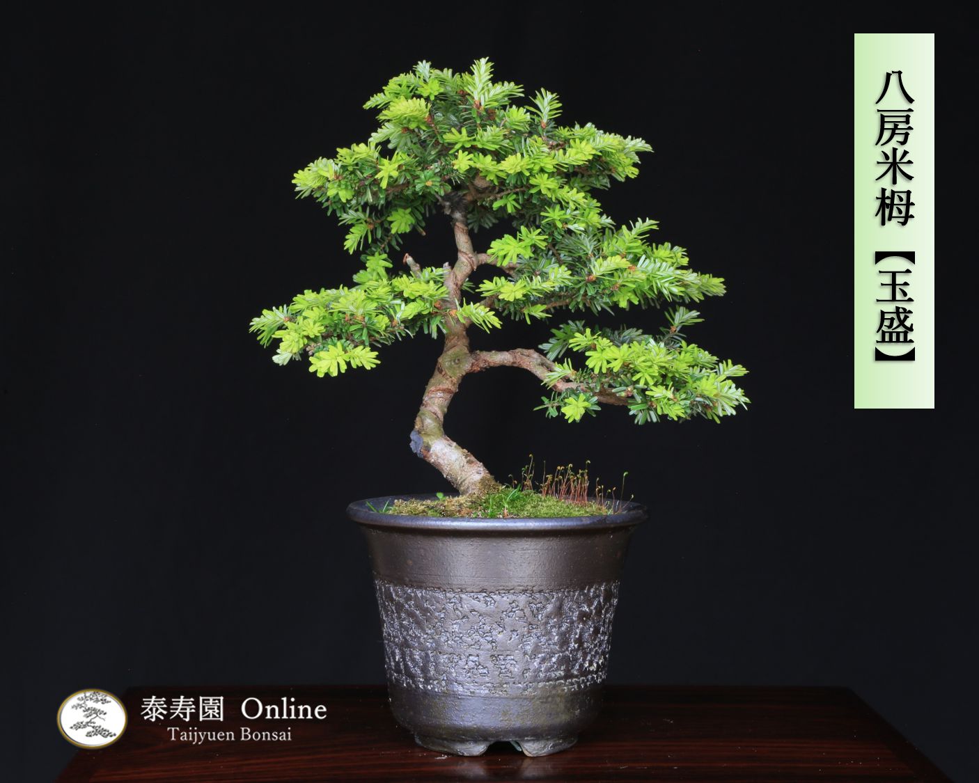八房米栂 コメツガ【玉盛】ギョクセイ 小品盆栽 挿し木【泰寿園 Online