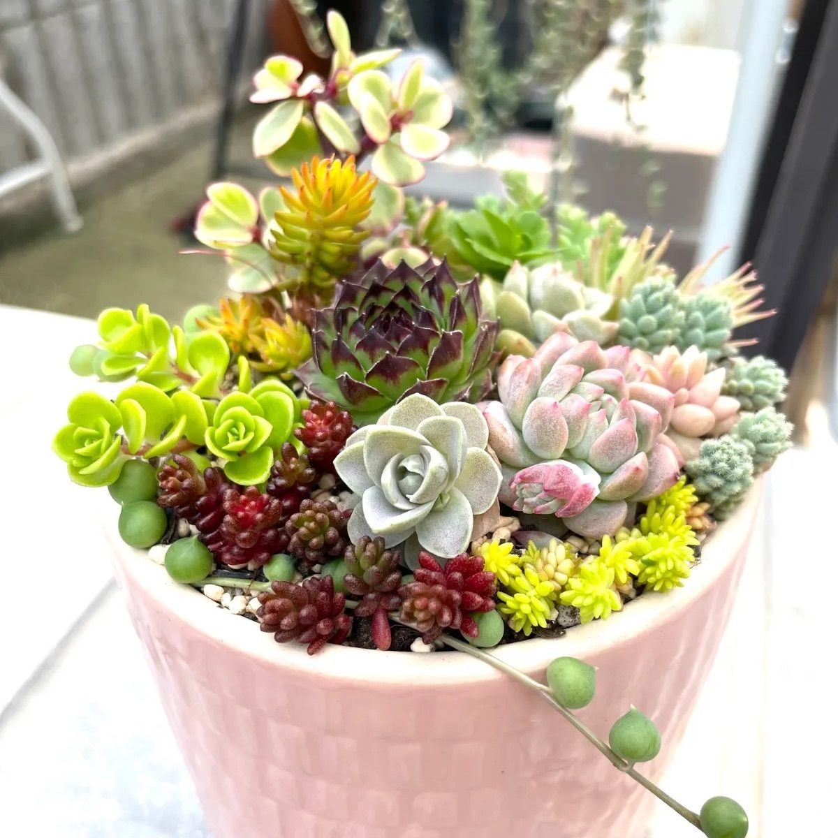 韓国小苗120個セット✨多肉植物 エケベリア 詰め合わせ 寄せ植えに