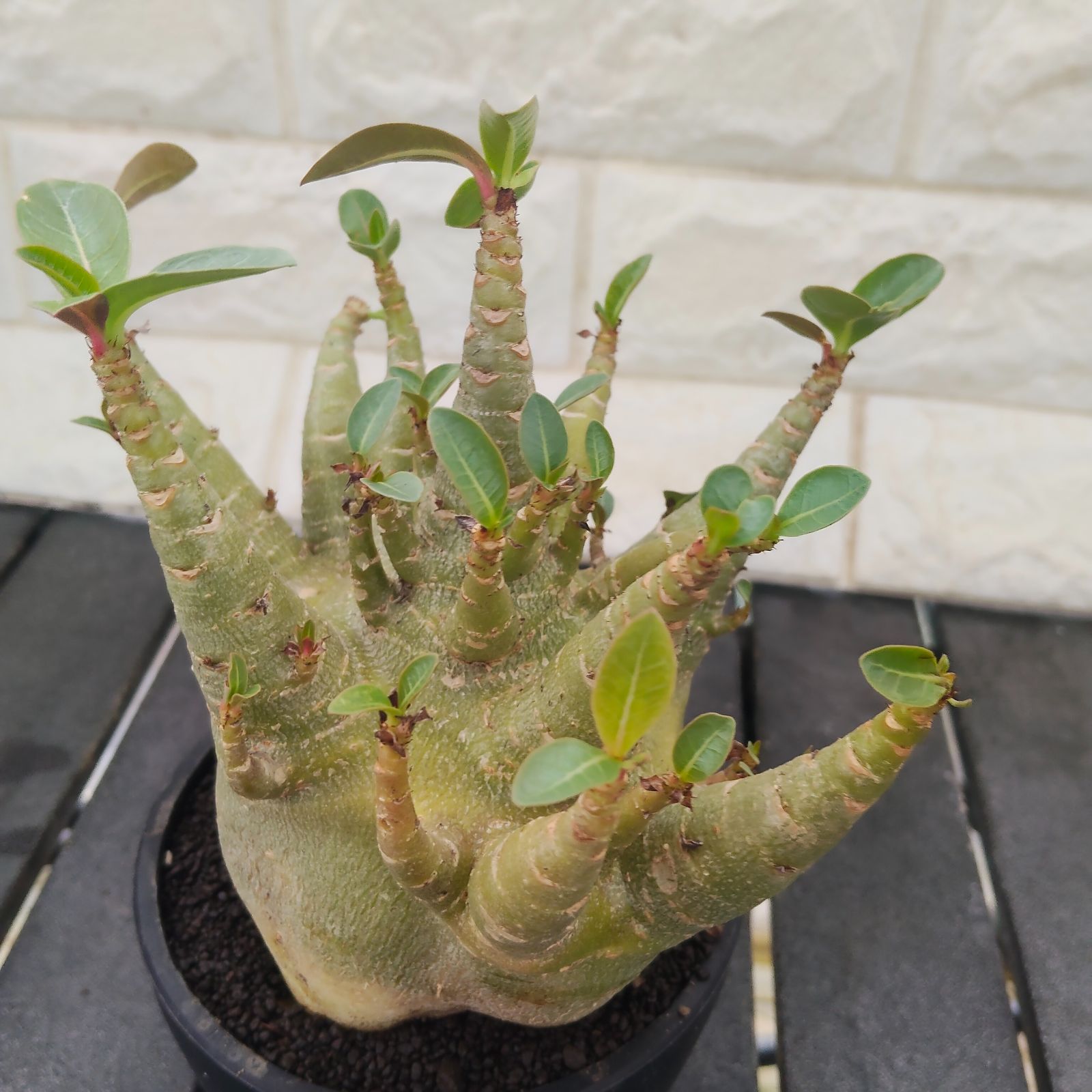 a75 アデニウム ドワーフ タコ足 塊根植物 コーデックス アラビカム