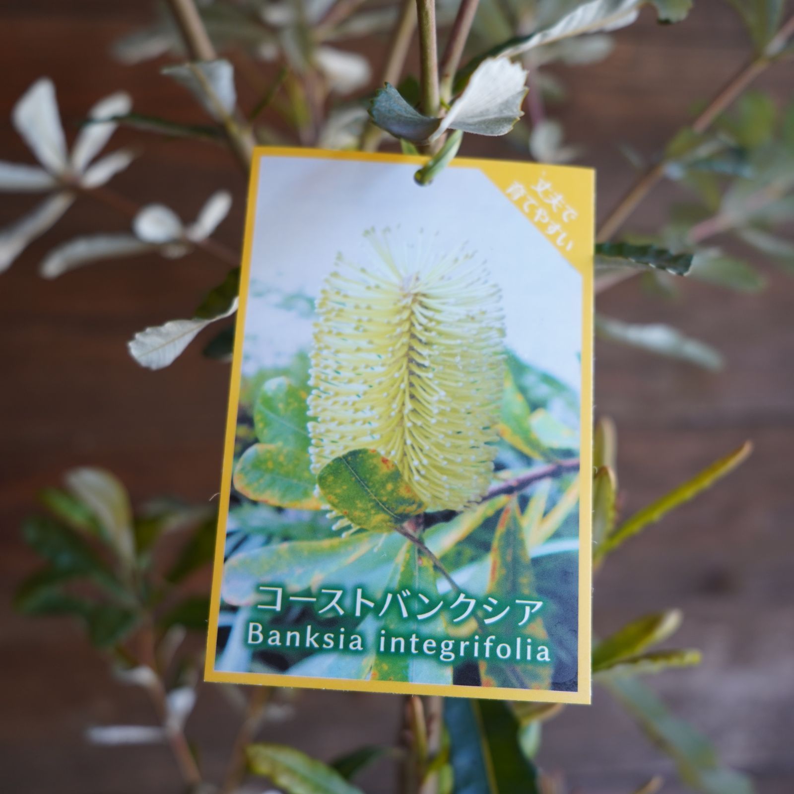 バンクシア ”インテグリフォリア”（コーストバンクシア） 7号 オージー