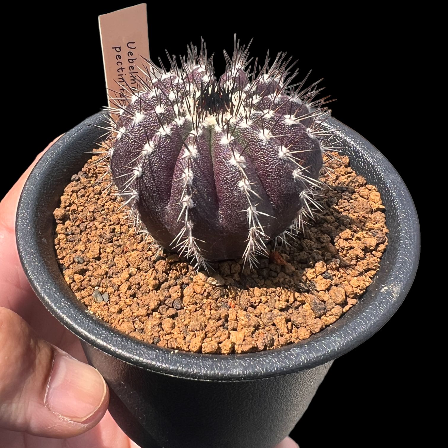 ユーベルマニア ペクチニフェラ 5cm - メルカリ