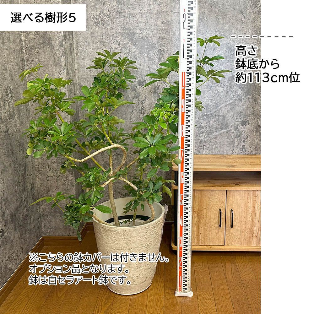 観葉植物 シェフレラ ホンコンカポック グリーン 曲がり 8号 選べる樹形 白セラアート鉢 受皿付 ヤドリフカノキ おしゃれ 鉢植え 人気 誕生日  インテリア 送料無料 - メルカリ