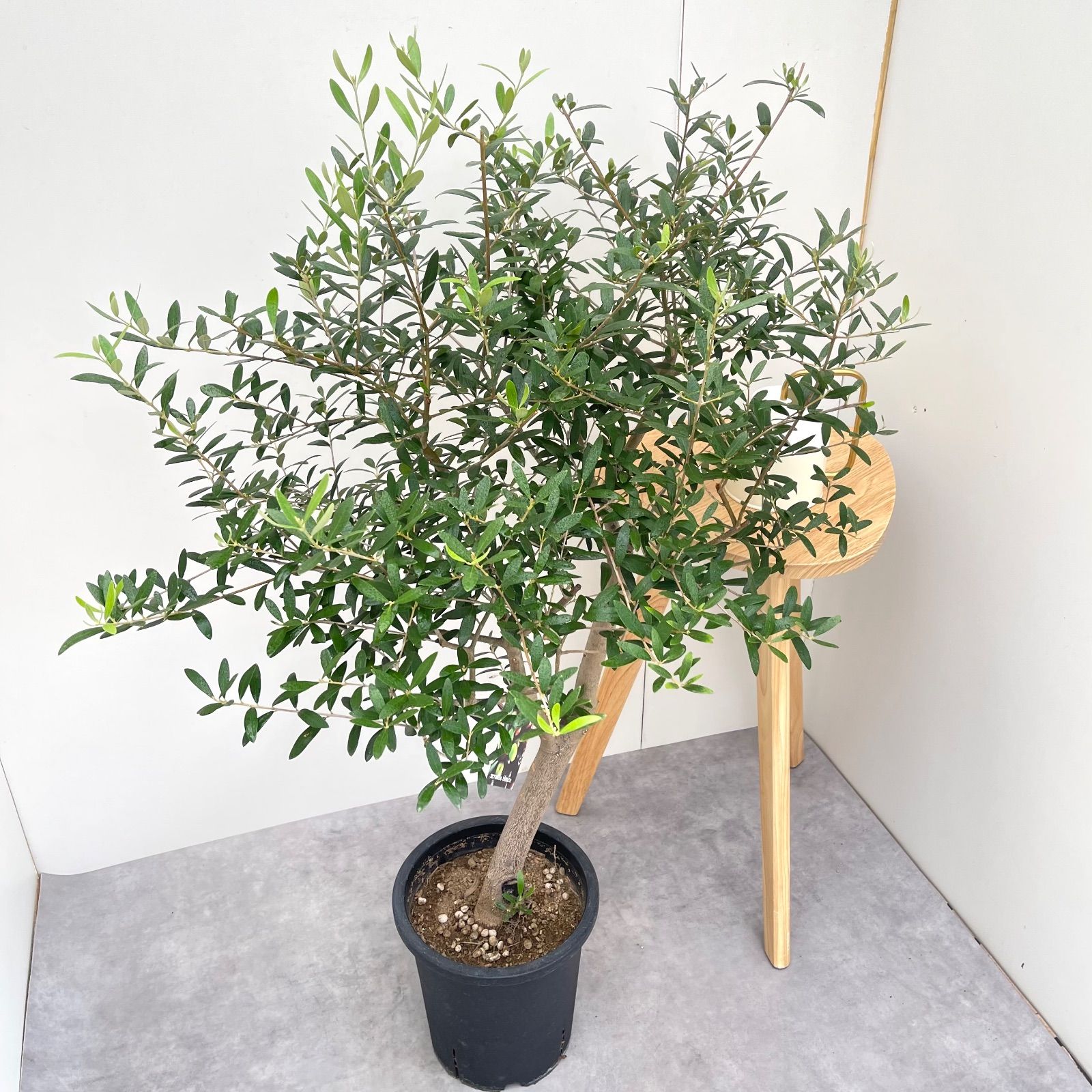 オリーブ ネバディロブランコ 12 現品 観葉植物 創樹 SOUJU 大型