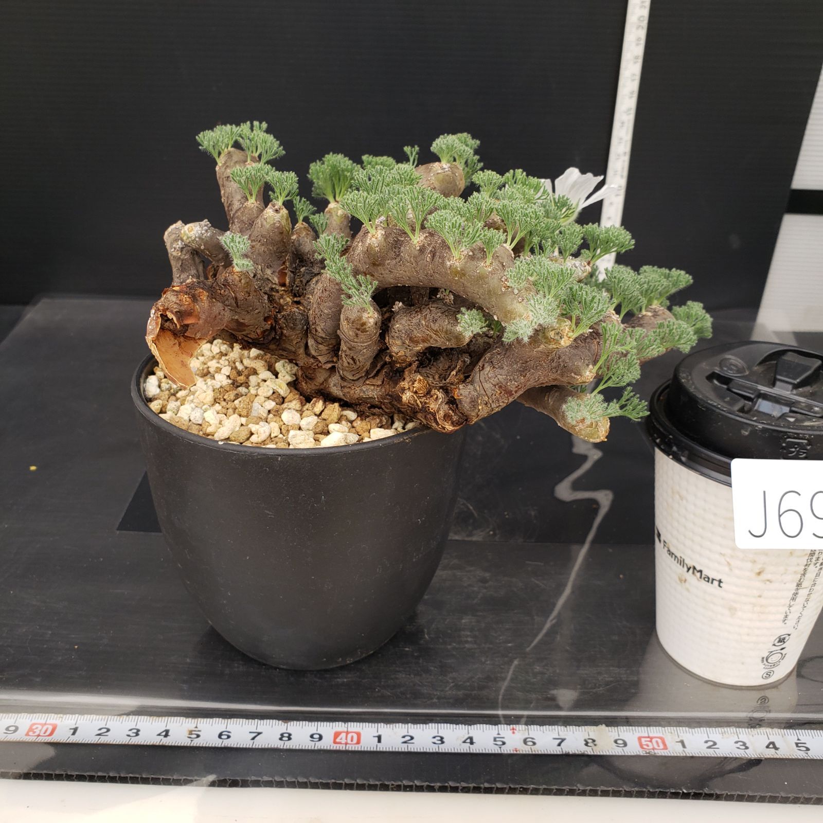 J695【自社養生株】モンソニア ムルチフィダ（現地球・発根株