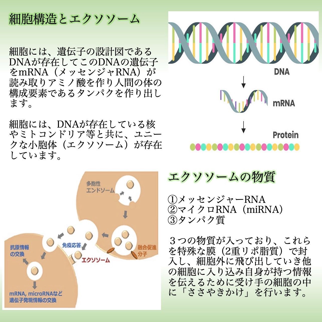 究極の善玉腸内細菌⭐️アッカーマンシア菌 】🌱 痩せ菌が増える！生