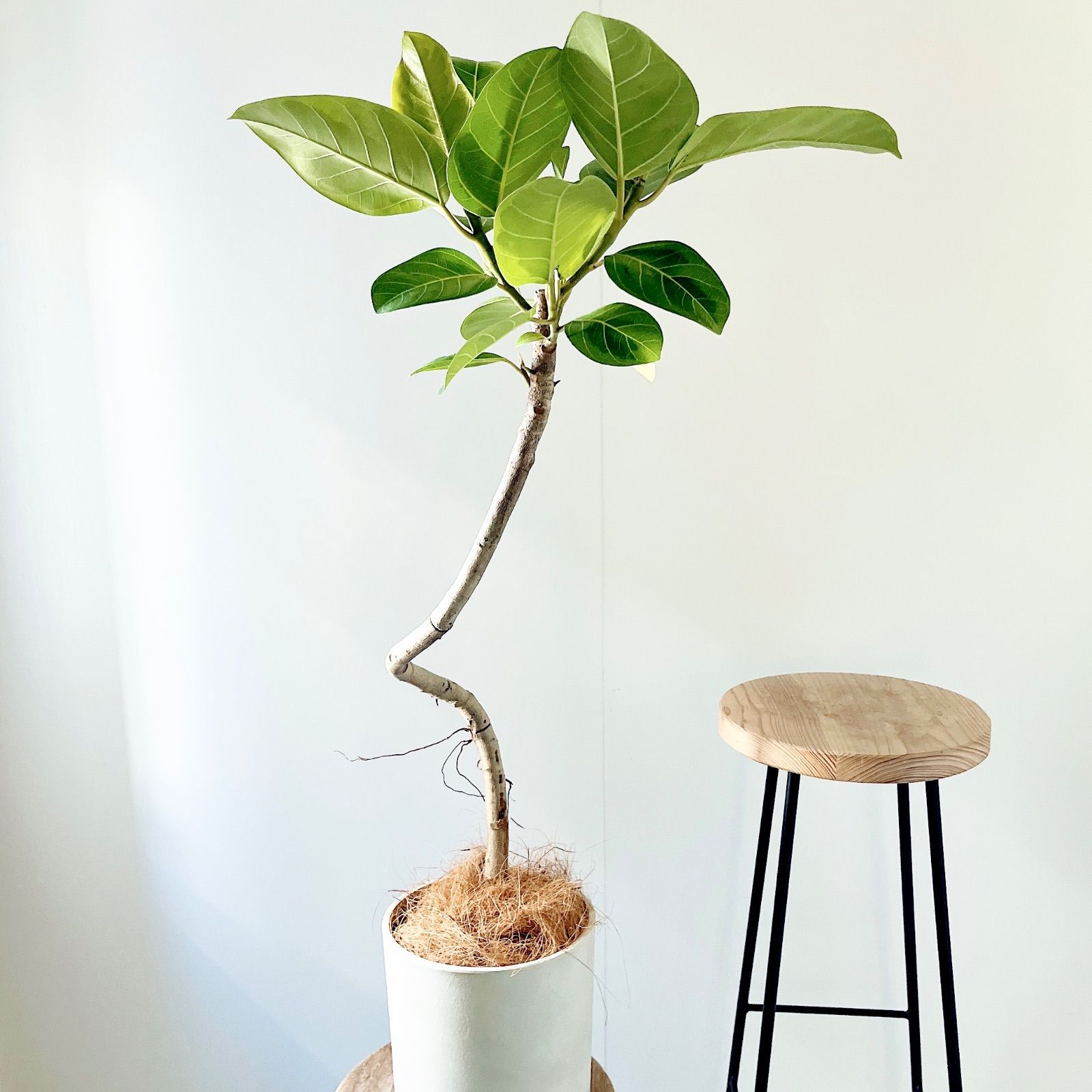 【1株限定出品】P.HAS 'Over whelming'/ビカクシダ 1株限定出品】P.HAS 'Over whelming'/ビカクシダ 限定一株】P.HAS over