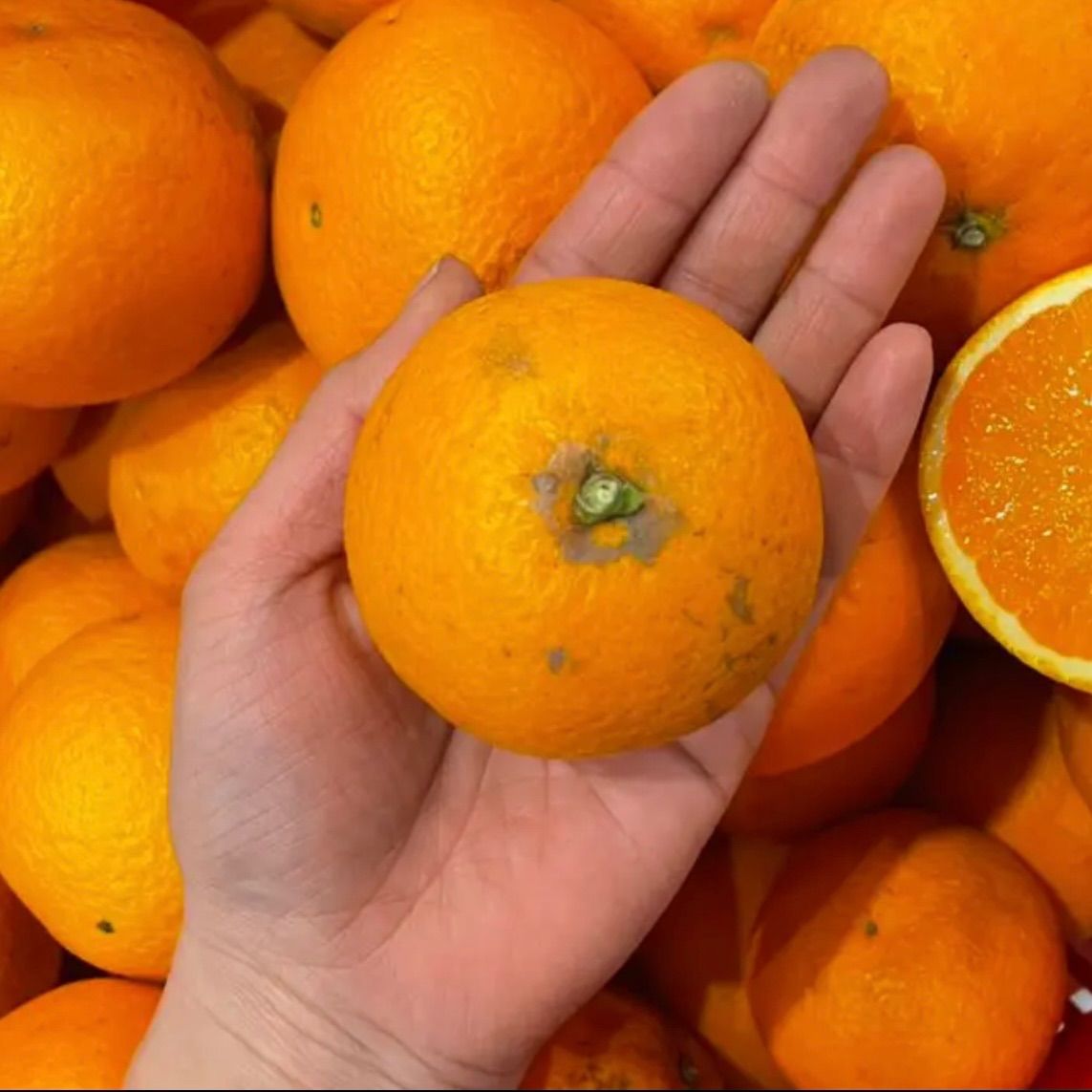 清見オレンジ　10kg-4
