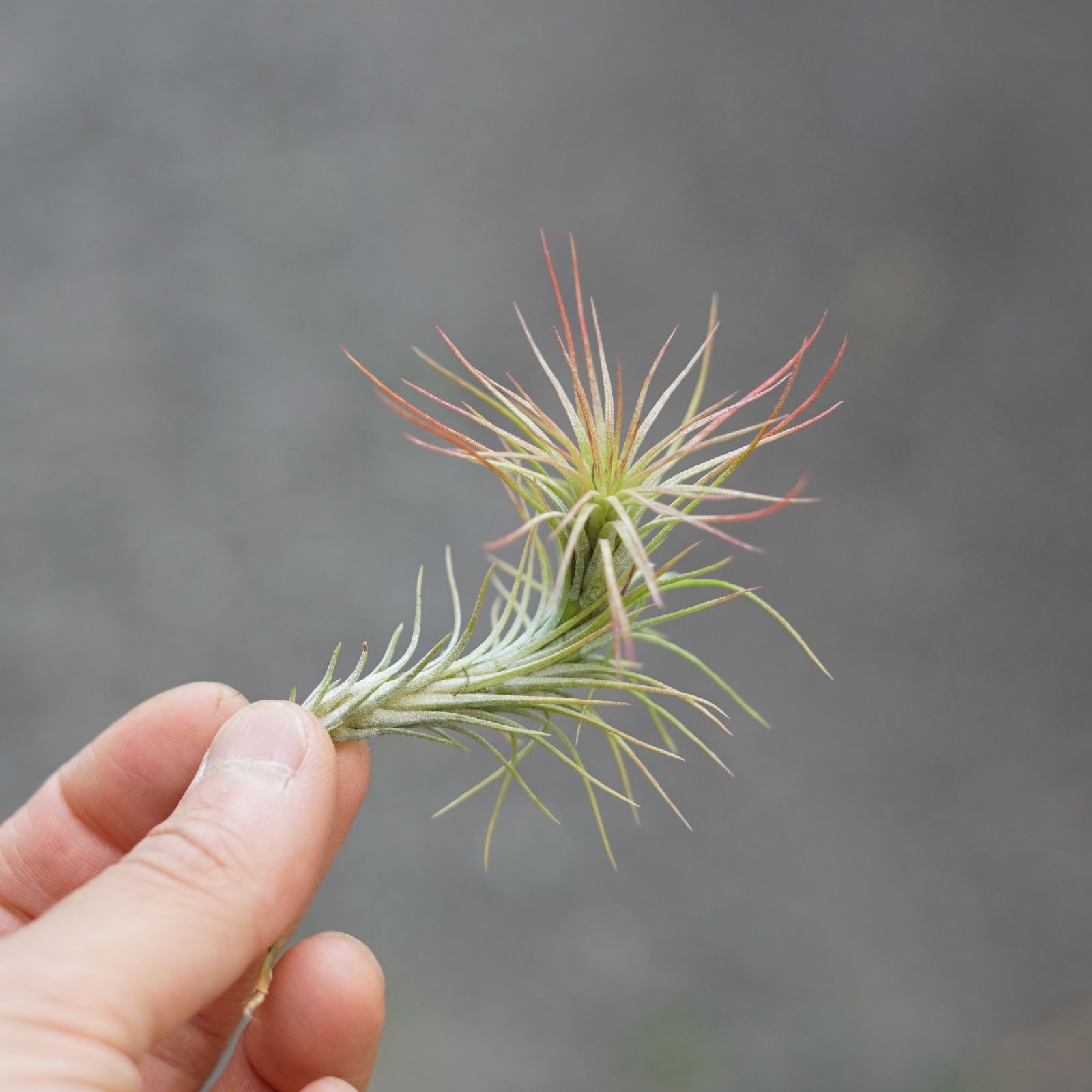 ☆エアプランツ 【おまかせ6種類セット】 チランジア エアー