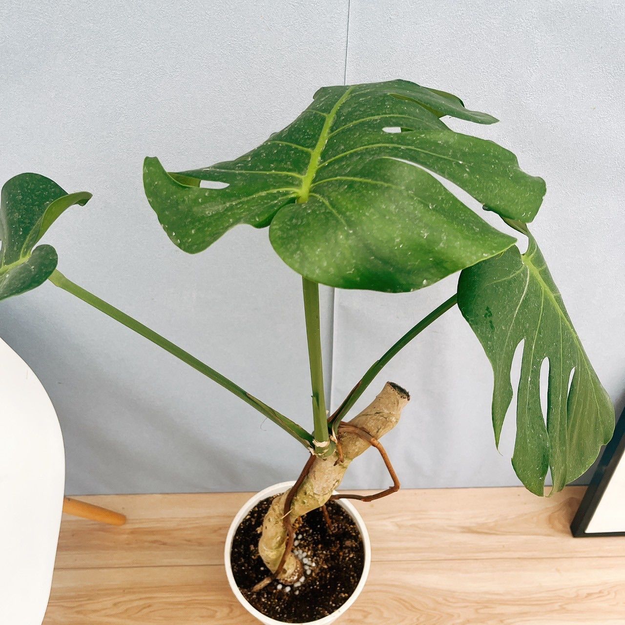 ［現品］20-8 八丈島産　モンステラ　デリシオーサ　幹上がり　８号　観葉植物 現品］20-8 八丈島産 モンステラ デリシオーサ 幹上がり 8号 観葉植物