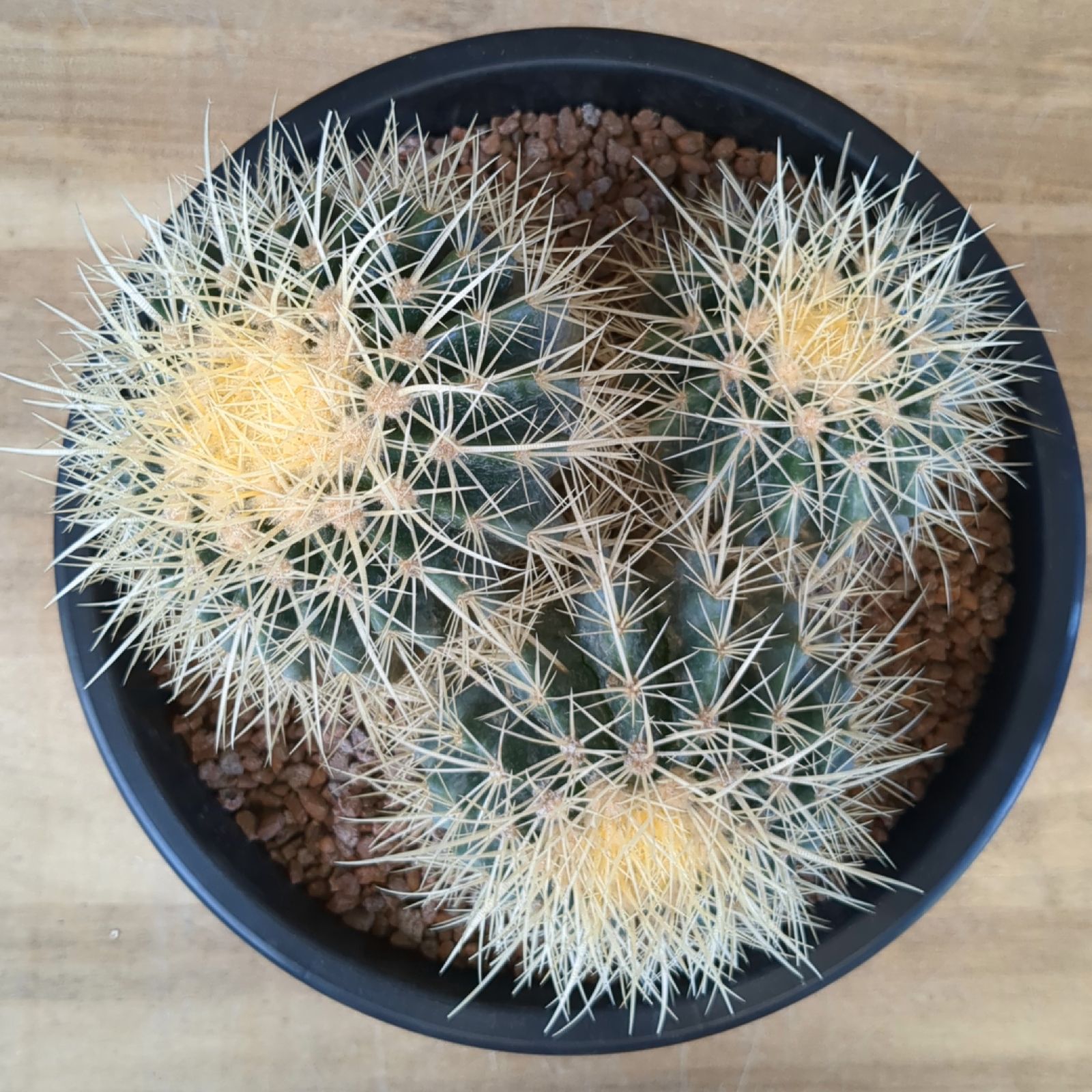 現品】サボテン・キンシャチ 金鯱 8号 Ⅱ