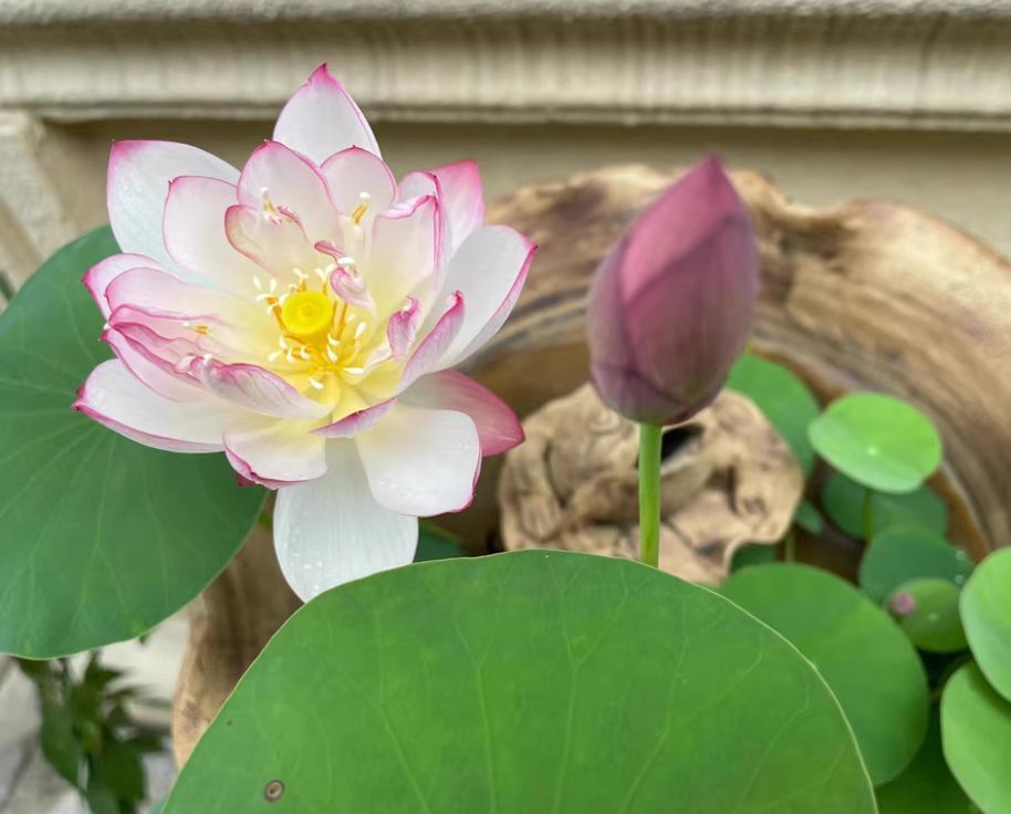 ミニハスの種 茶碗蓮 ハスの種 屋内外植付け可能 お得な値段設定 20粒