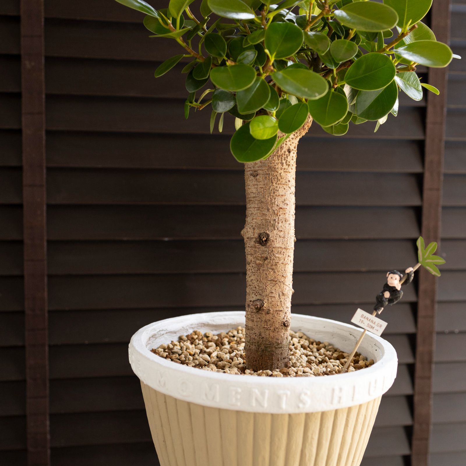 パンダガジュマル 7号 陶器鉢 観葉植物 ガジュマルの木 多幸の木