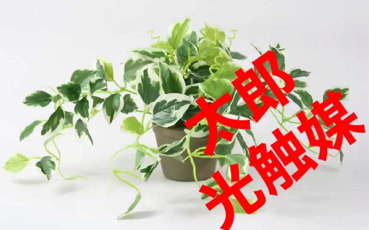 光触媒 人工観葉植物 ウォールグリーン フェイクグリーン ペペロミア