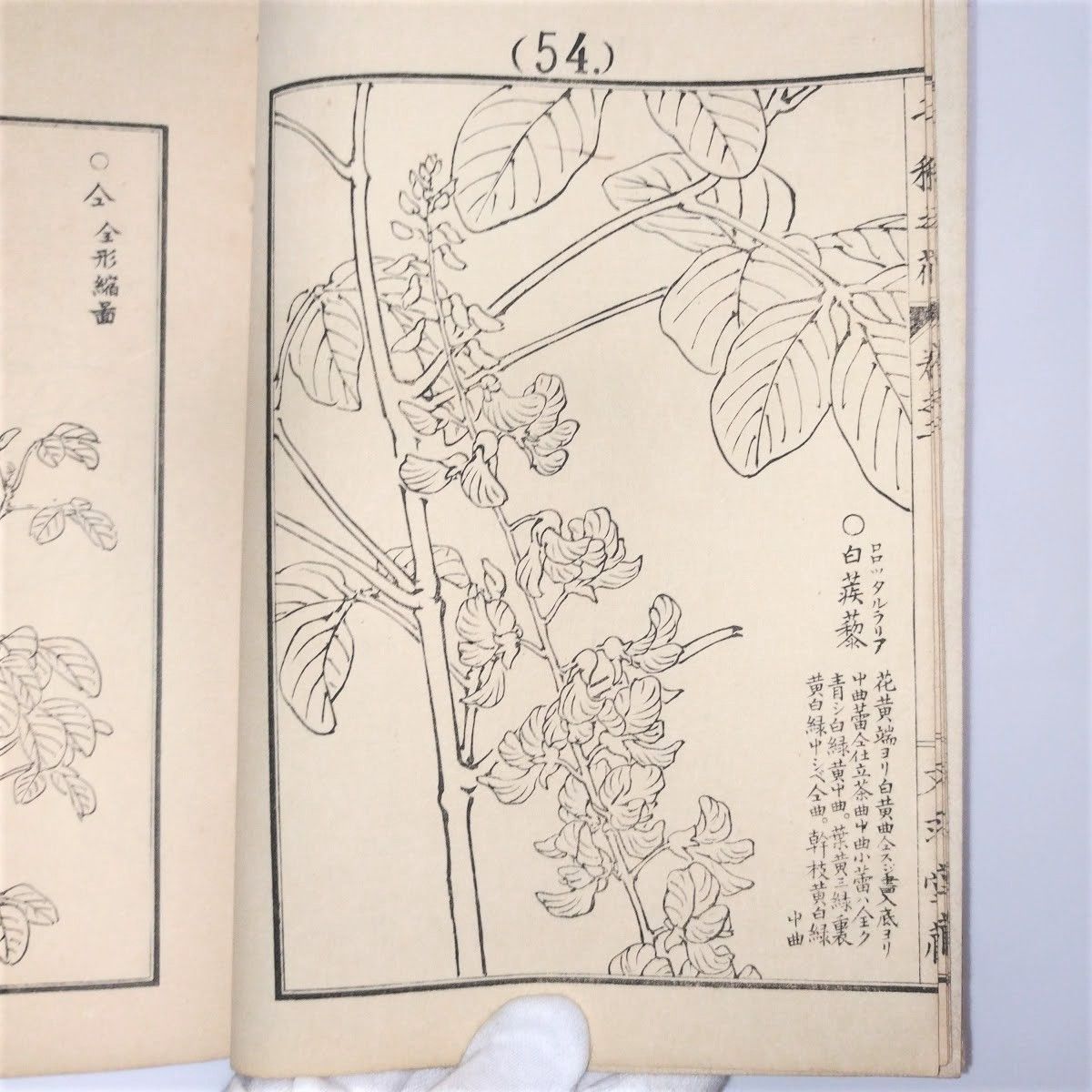 画譜 幸埜棋嶺画 「千種之花 2」絵入絵本 草花 図入 図譜 文求堂蔵 明治時代 木版 古美術 浮世絵 和本 古書#和本～江戸屋～ - メルカリ