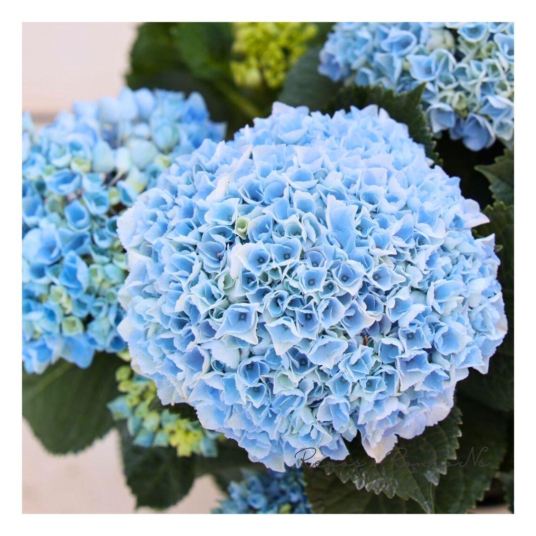 マジカルレボリューション ブルー 紫陽花 フレッシュ 秋色も楽しめます 秋色アジサイ [品種:マジカルレボリューション ブルー] 5号鉢