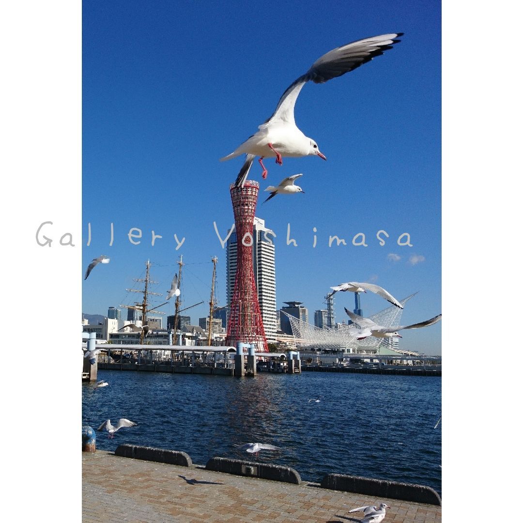 みなと神戸に咲く華 「ユリカモメ」 A3 サイズ光沢写真縦 写真のみ