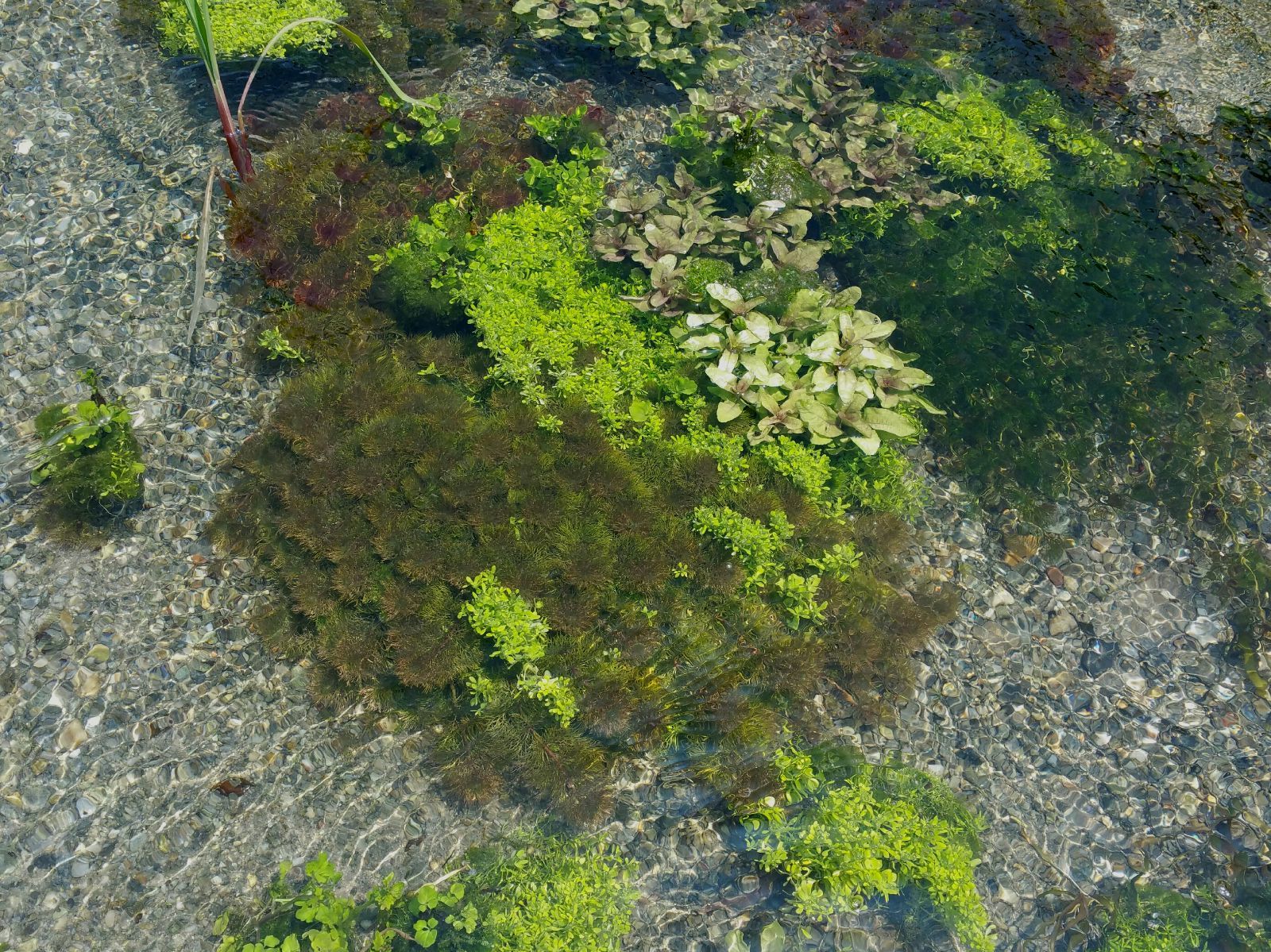 倉庫 1000本以上 阿蘇の湧水で育った水草 天然アナカリス ienomat.com.br