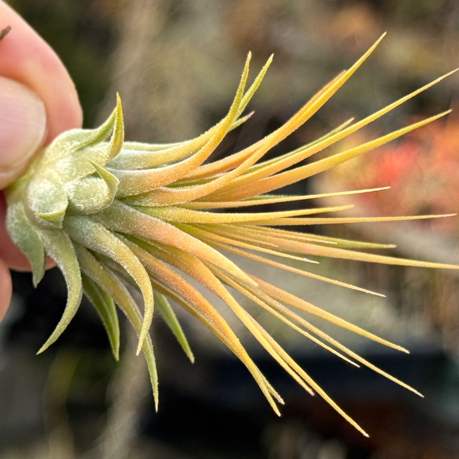 イオナンタ　アルビフローラ チランジア イオナンタ アルビフローラ Tillandsia ionantha forma