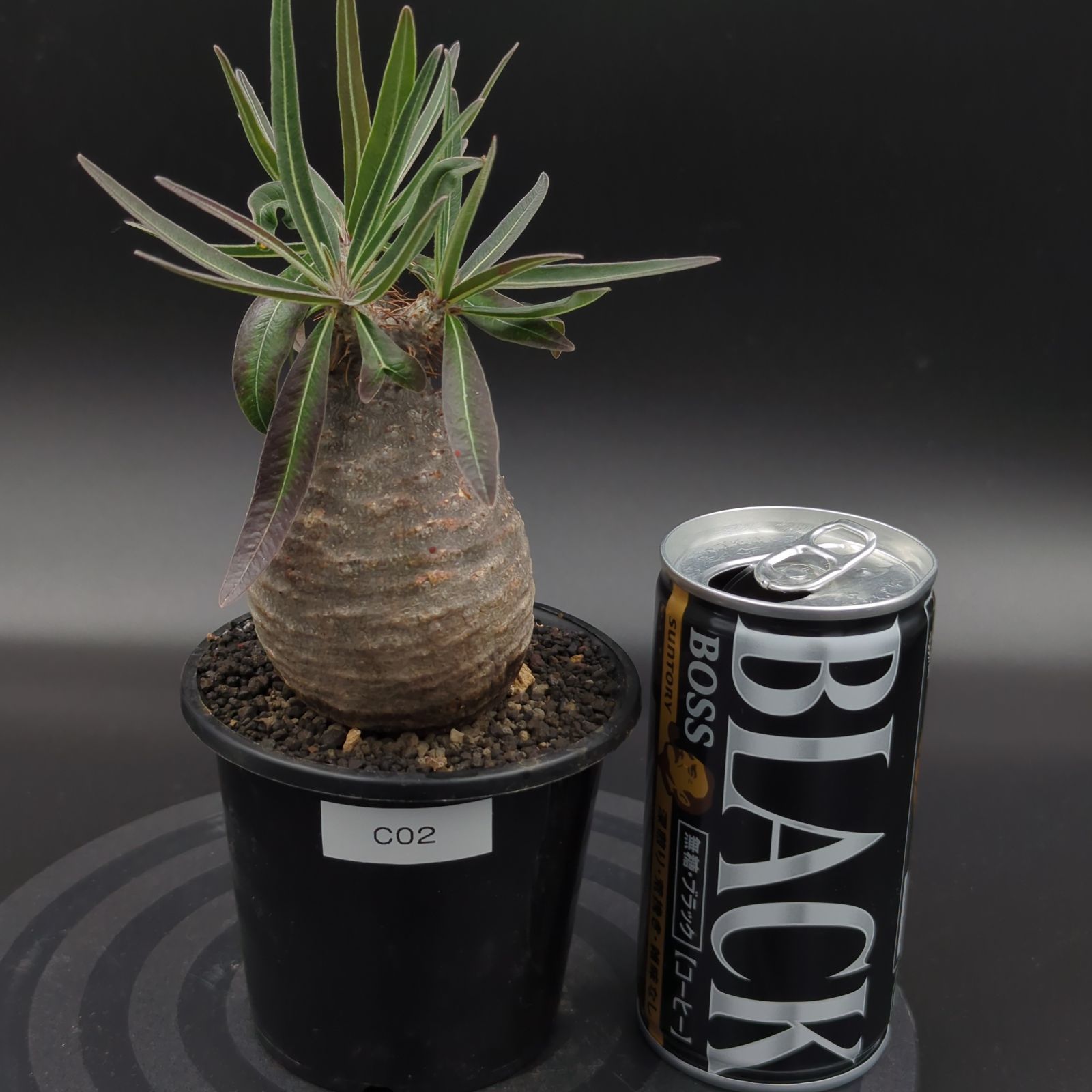 パキポディウム　グラキリス　現地球　手乗りB パキポリウムグラキリス【現地球】