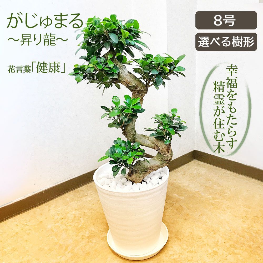 観葉植物 大型 ガジュマルの木 がじゅまる フィカス 昇り竜 8号