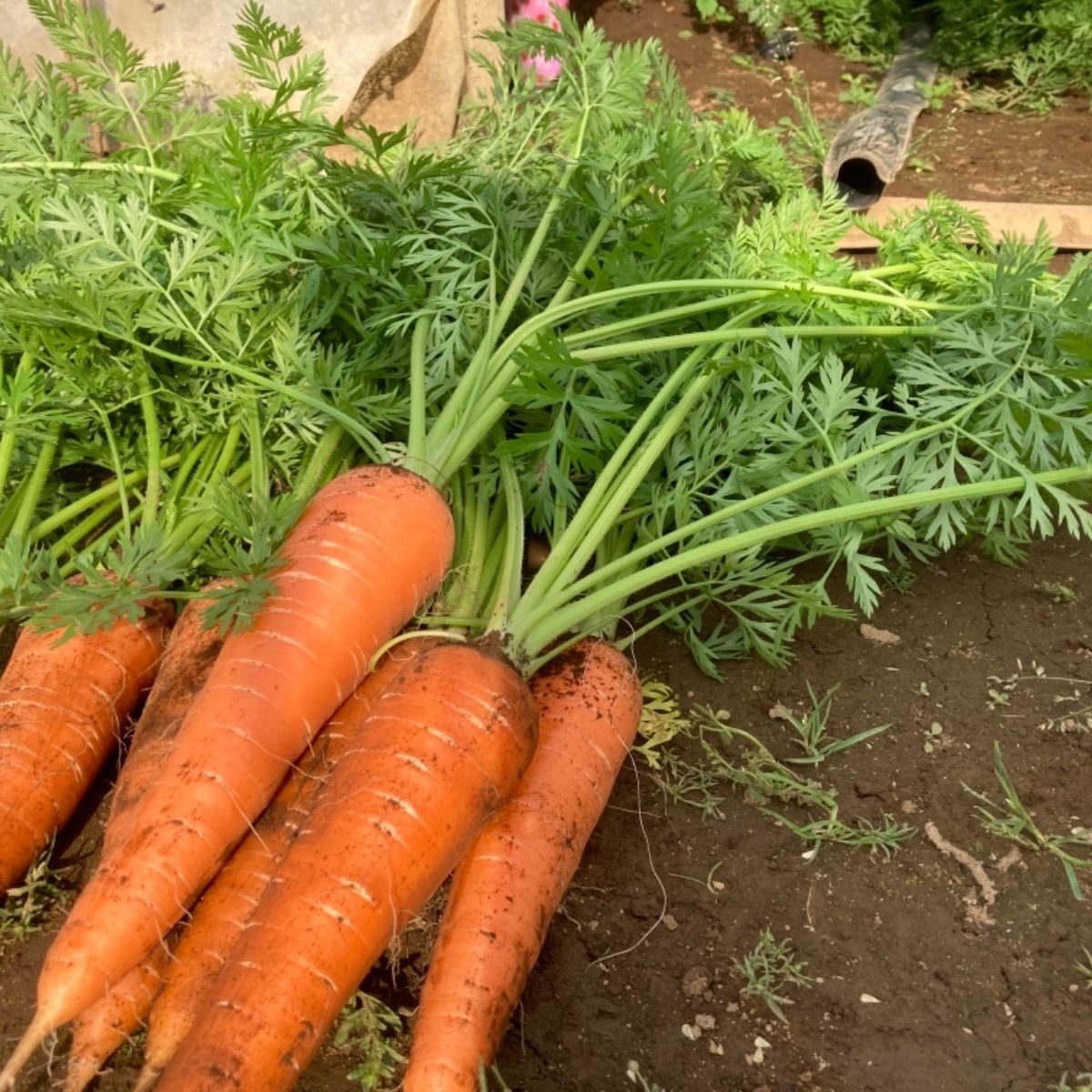 農家直送 人参 アロマレッド 3kg 小ぶりです。 - 野菜