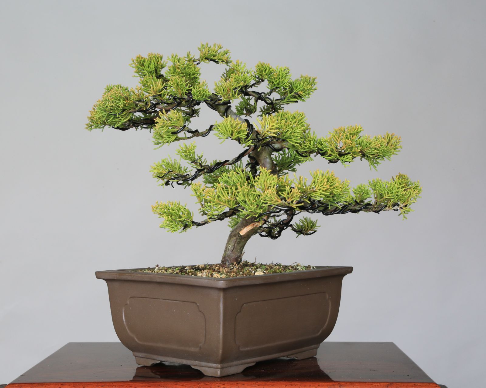 糸魚川真柏小品盆栽 【公式通販】