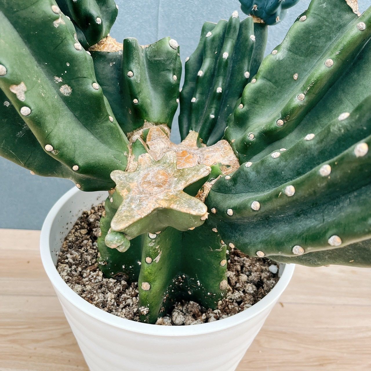 柱サボテン 鬼面角