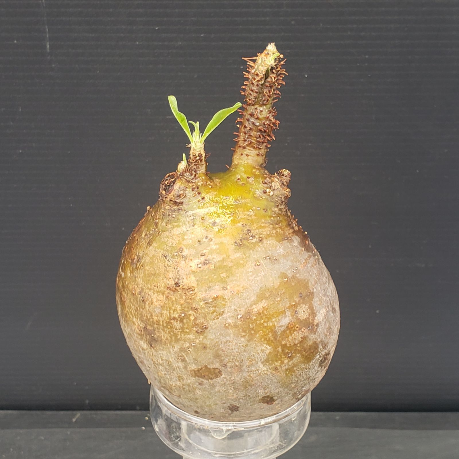 N282【最新到着】Pachypodium グラキリス（SS）（現地球・抜き苗