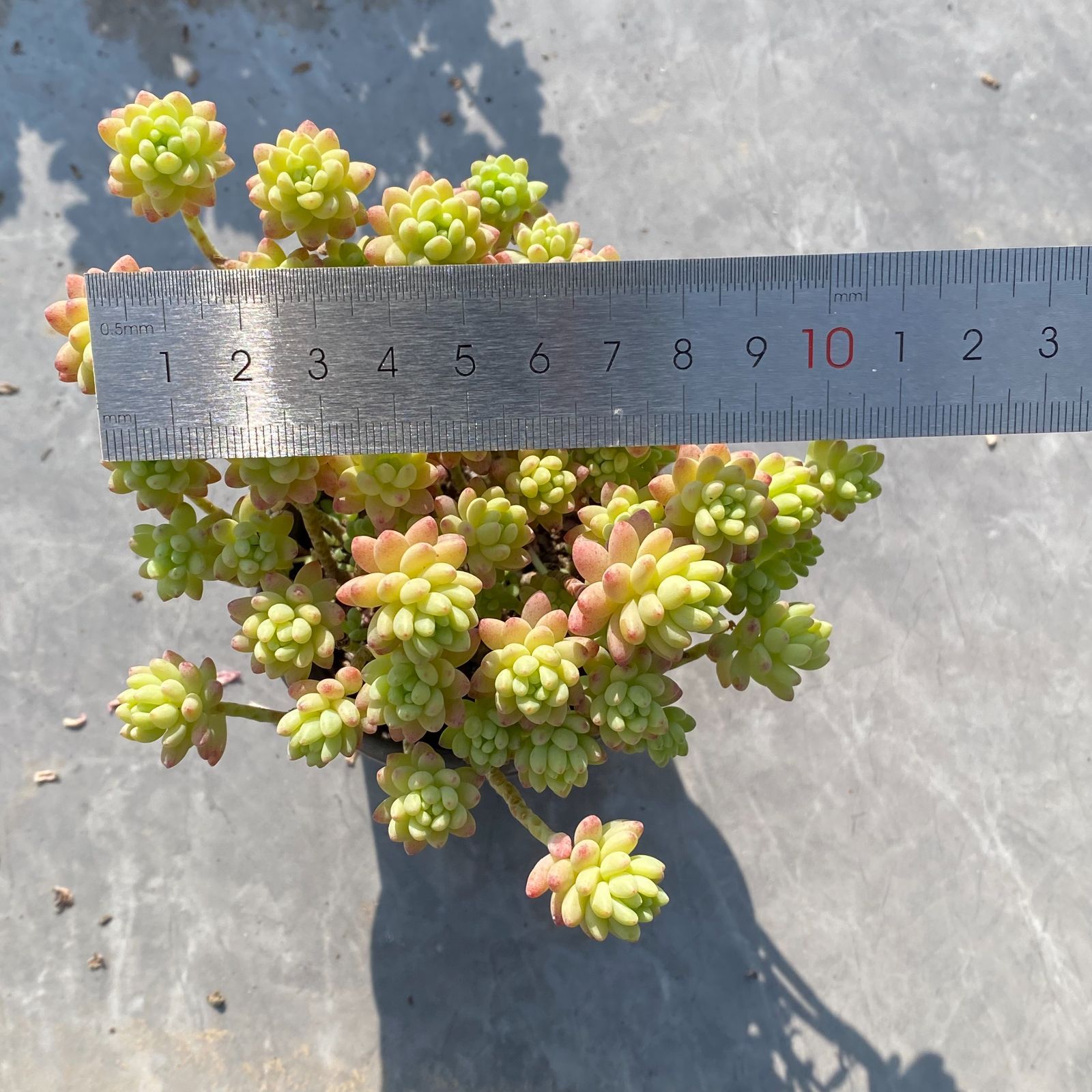 新入荷 好評発売！フォロワー限定 24株 YK546 花丸錦 多肉植物