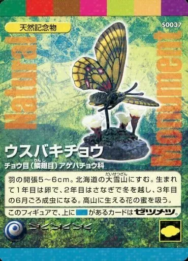 規制前採集品　ウスバキチョウ北海道大雪山　北海岳 大雪山のウスバキチョウ | 北海道地方環境事務所 | 環境省