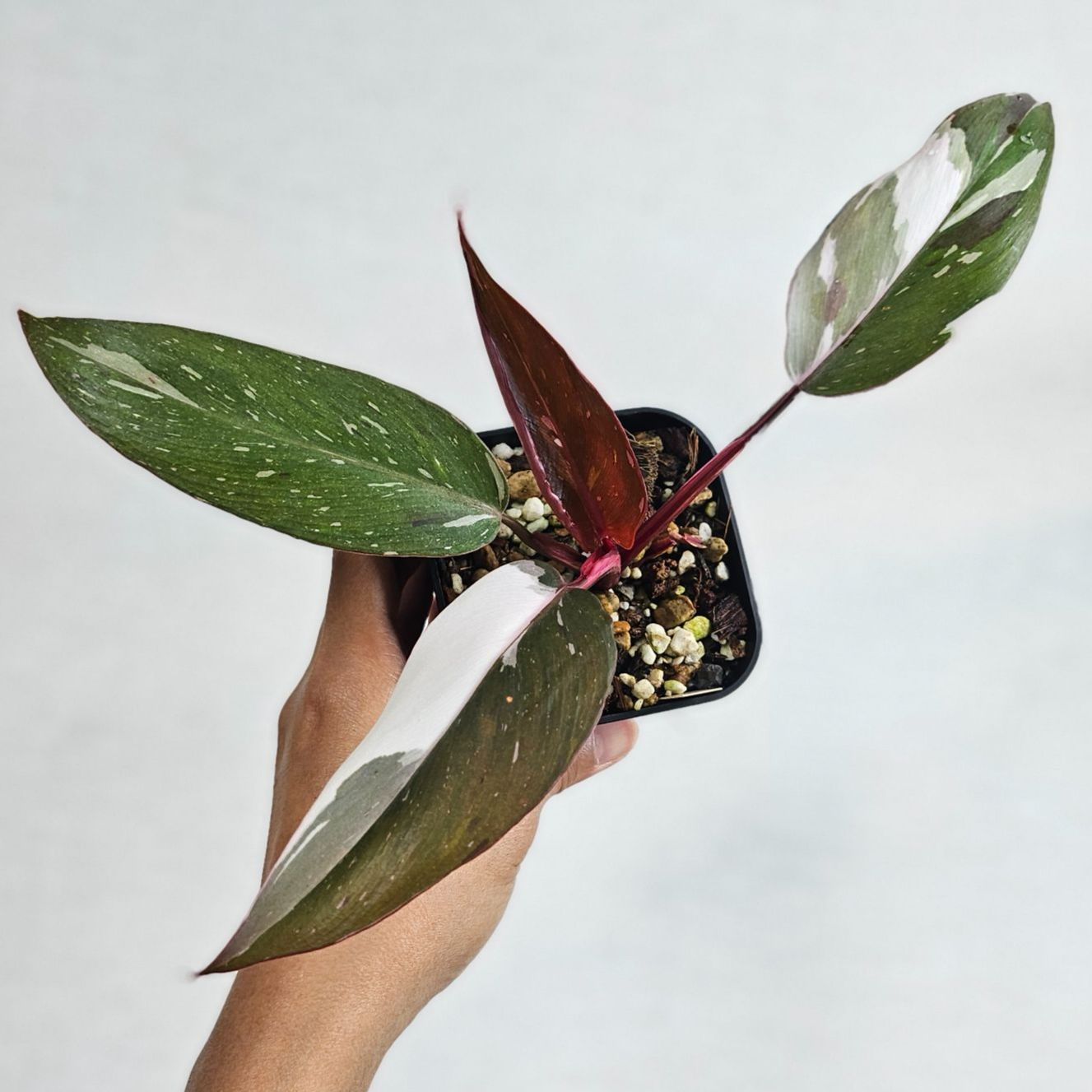 ドクターデヴィアス プラチナレアAHA18Ⅱ4点セット