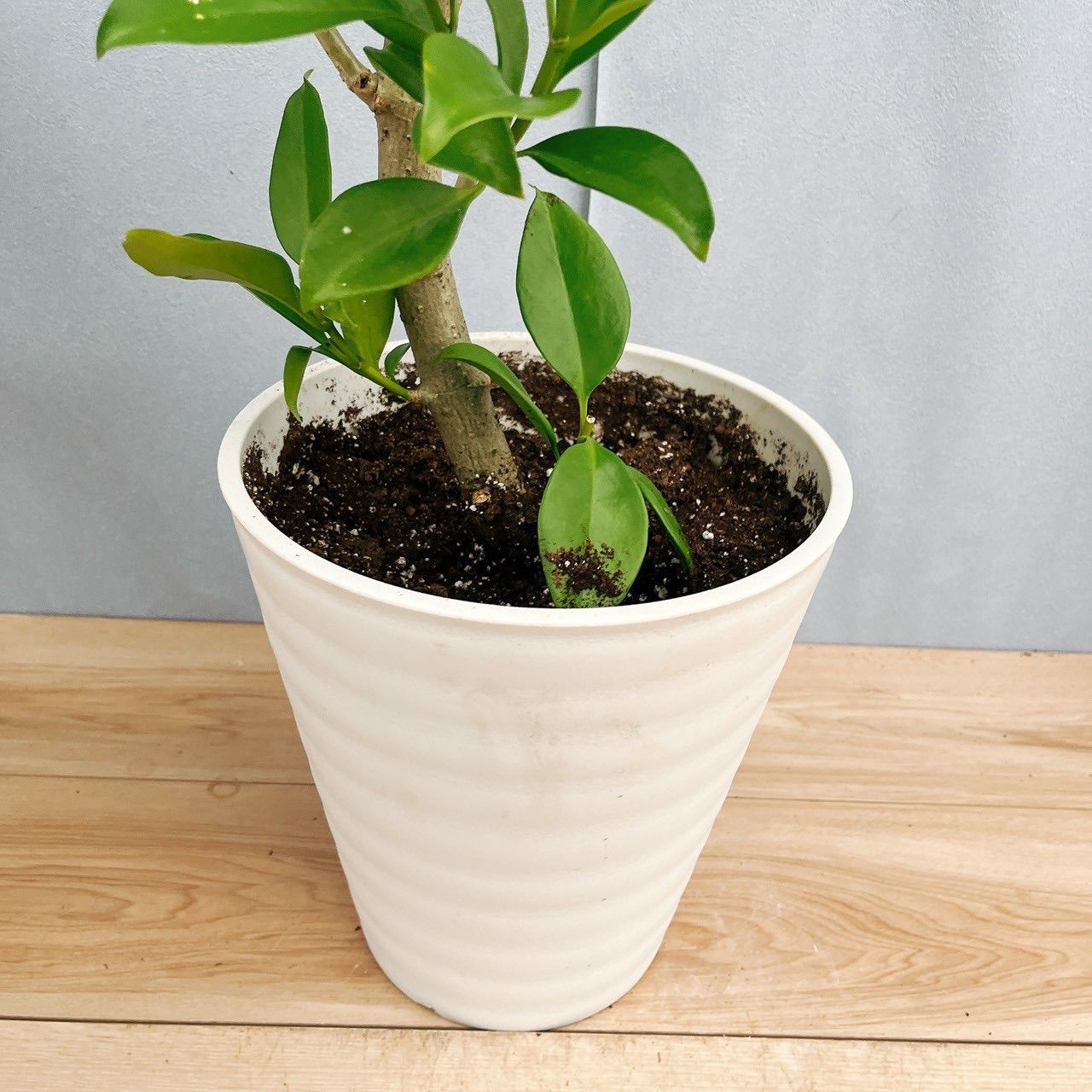 現品　ファグラエア　ベルテロアナ　曲がり　観葉植物　室内　インテリアグリーン ファグラエア ベルテロアナ 曲がり 観葉植物 室内 インテリアグリーン