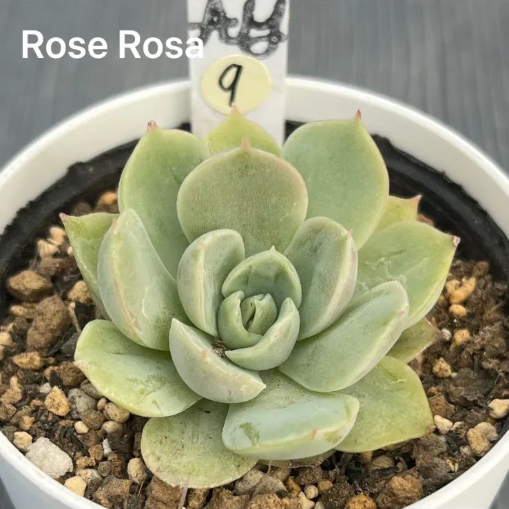 Rose Rosa】☆多肉植物☆エケベリア☆抜き苗☆ - ay.succulent - メルカリ