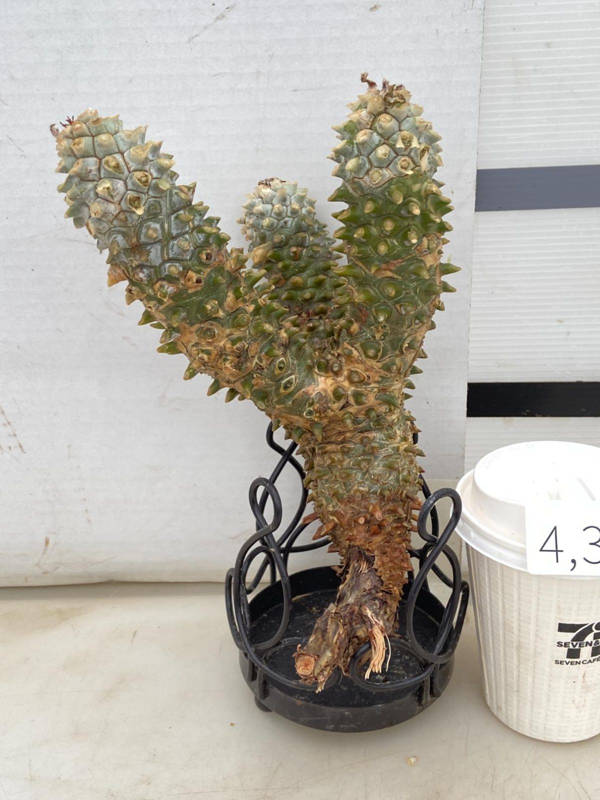 4312 「塊根植物」チレコドン ワリチー 抜き苗【最新到着・Tylecodon wallichii・多肉植物】 - メルカリ