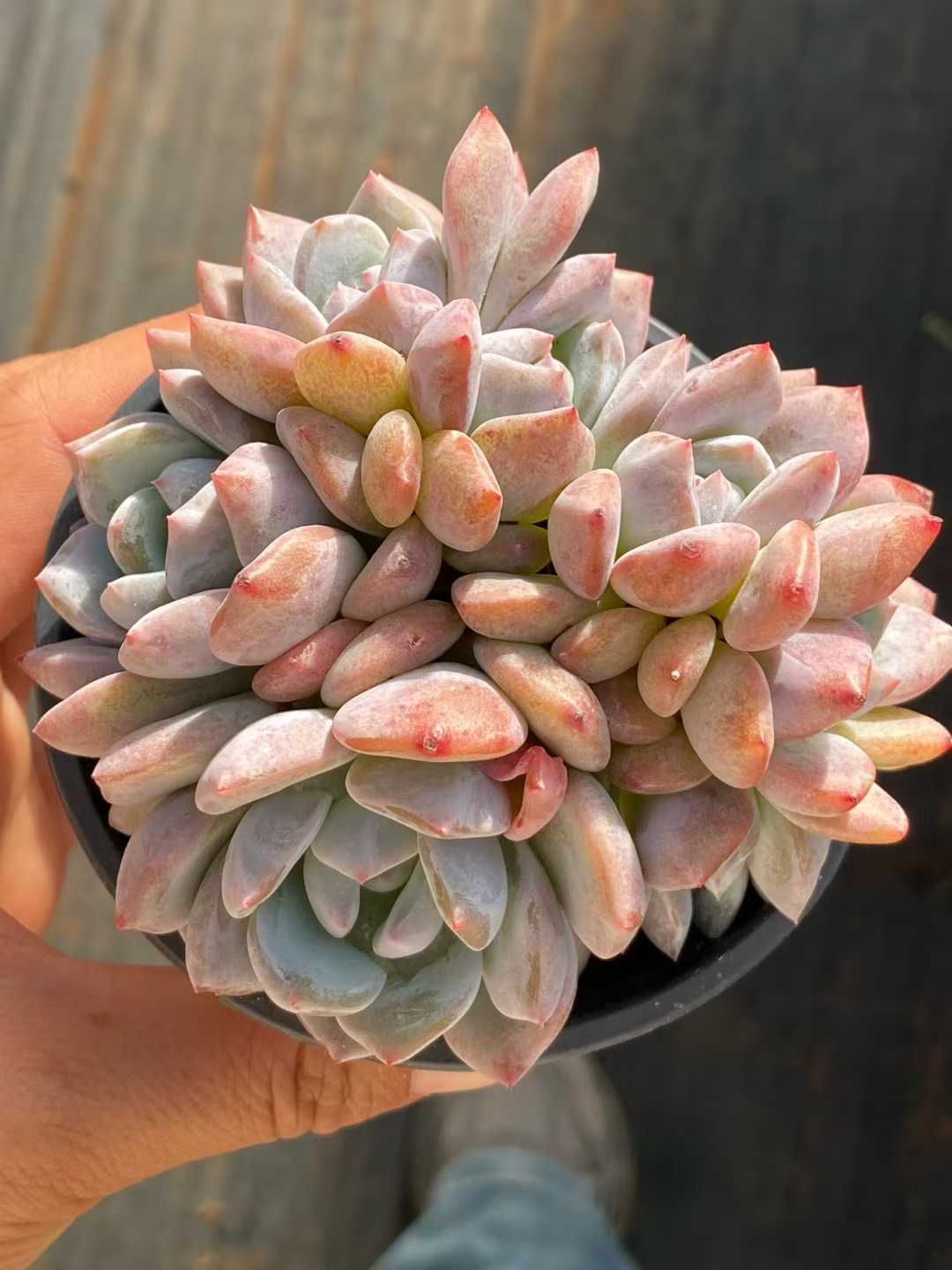 18株の抜き苗セット オレンジモンロー群生 多肉植物 佐川急便発送 エケベリア 韓国苗 QS1161