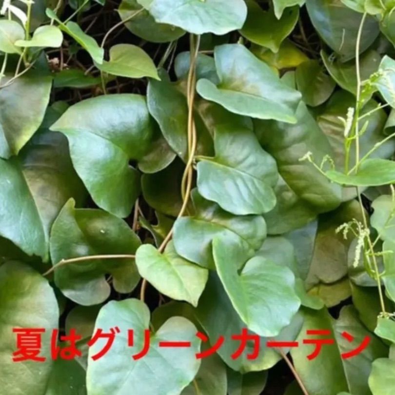 おかわかめ 雲南百薬 むかご（種芋）50g - メルカリ