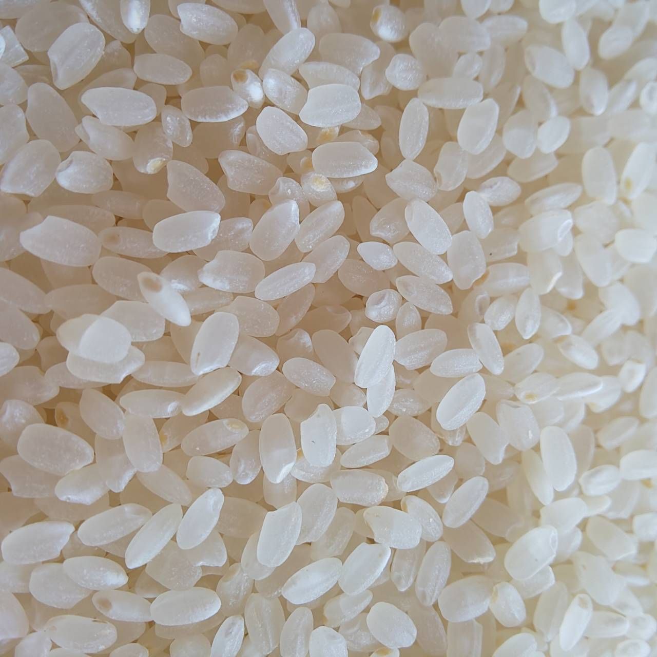 SAKURA様 農薬不使用 化学肥料不使用 ヒノヒカリ 白米 20kg SAKURA様 農薬不使用 化学肥料不使用 ヒノヒカリ 白米 20kg