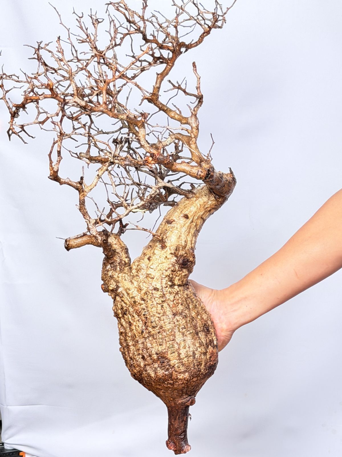 A140 Maison de Madagascar オペルクリカリア パキプス ベアルート株 マダガスカル選抜 Operculicarya pachypus パキプス コーデックス