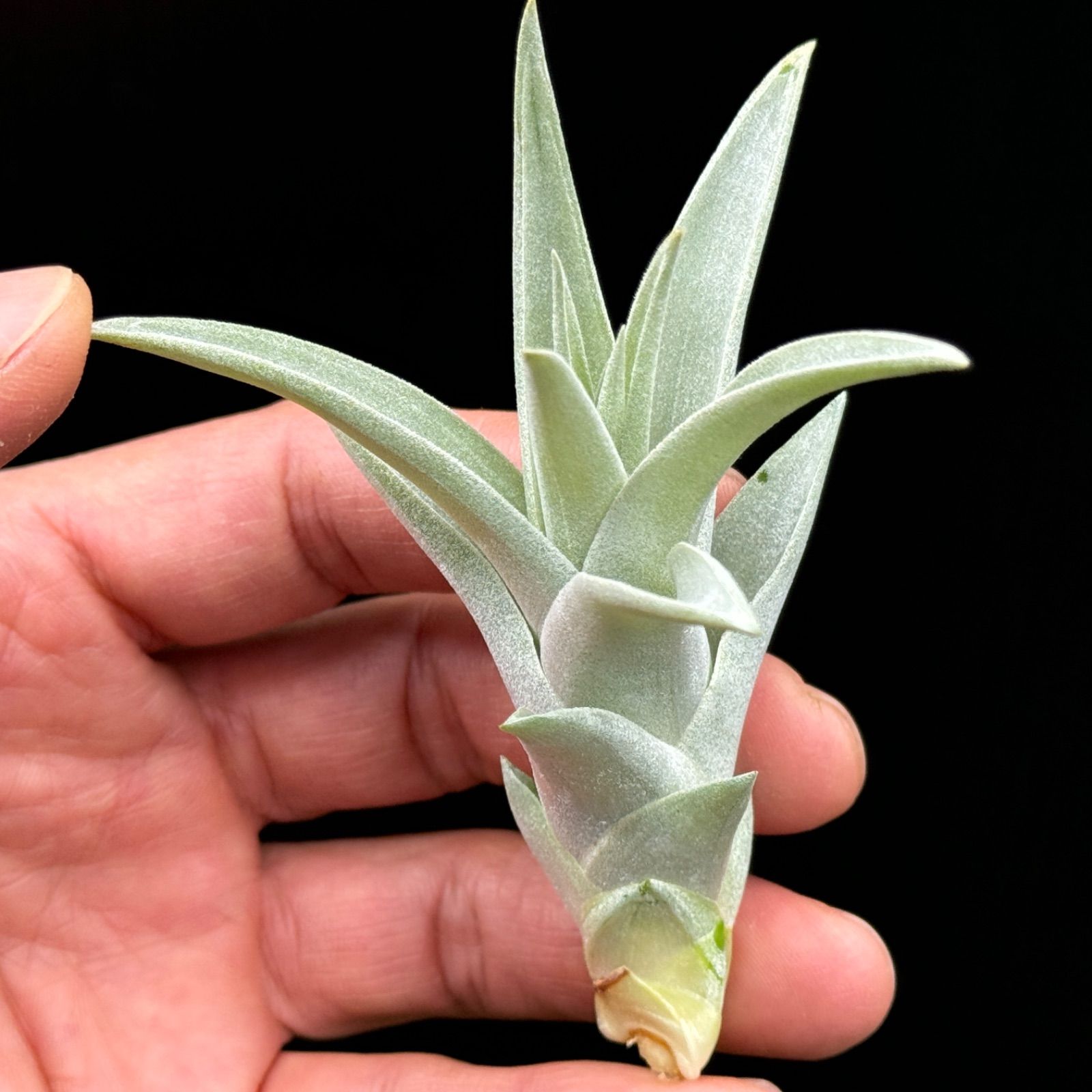 チランジア ハリシー × キセログラフィカ Tillandsia harrisii