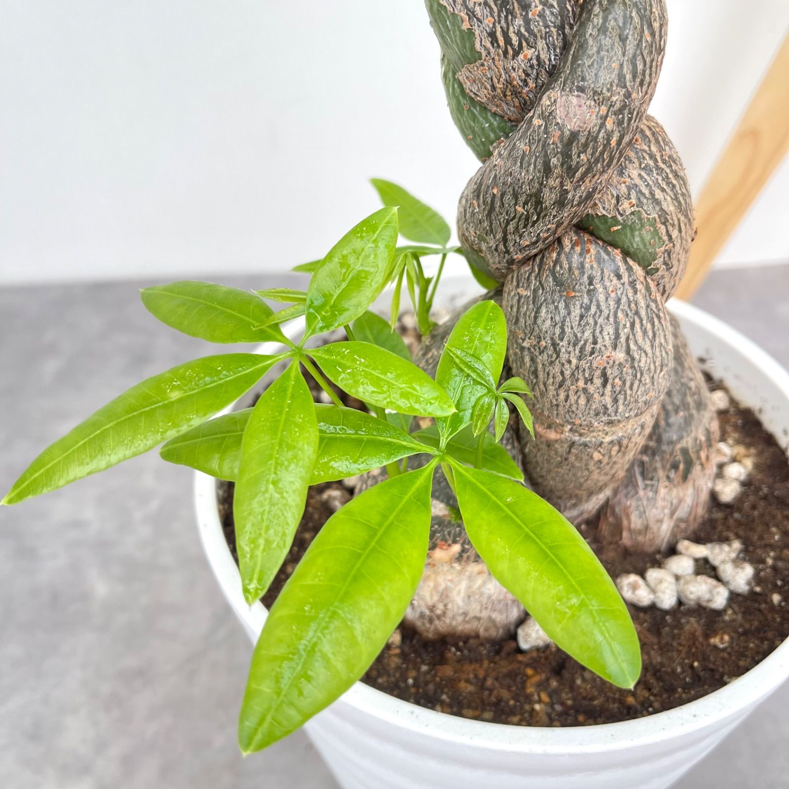 パキラ　ねじり　10【現品】観葉植物　室内　大型 パキラ ねじり 10【現品】観葉植物 室内 大型 - メルカリ