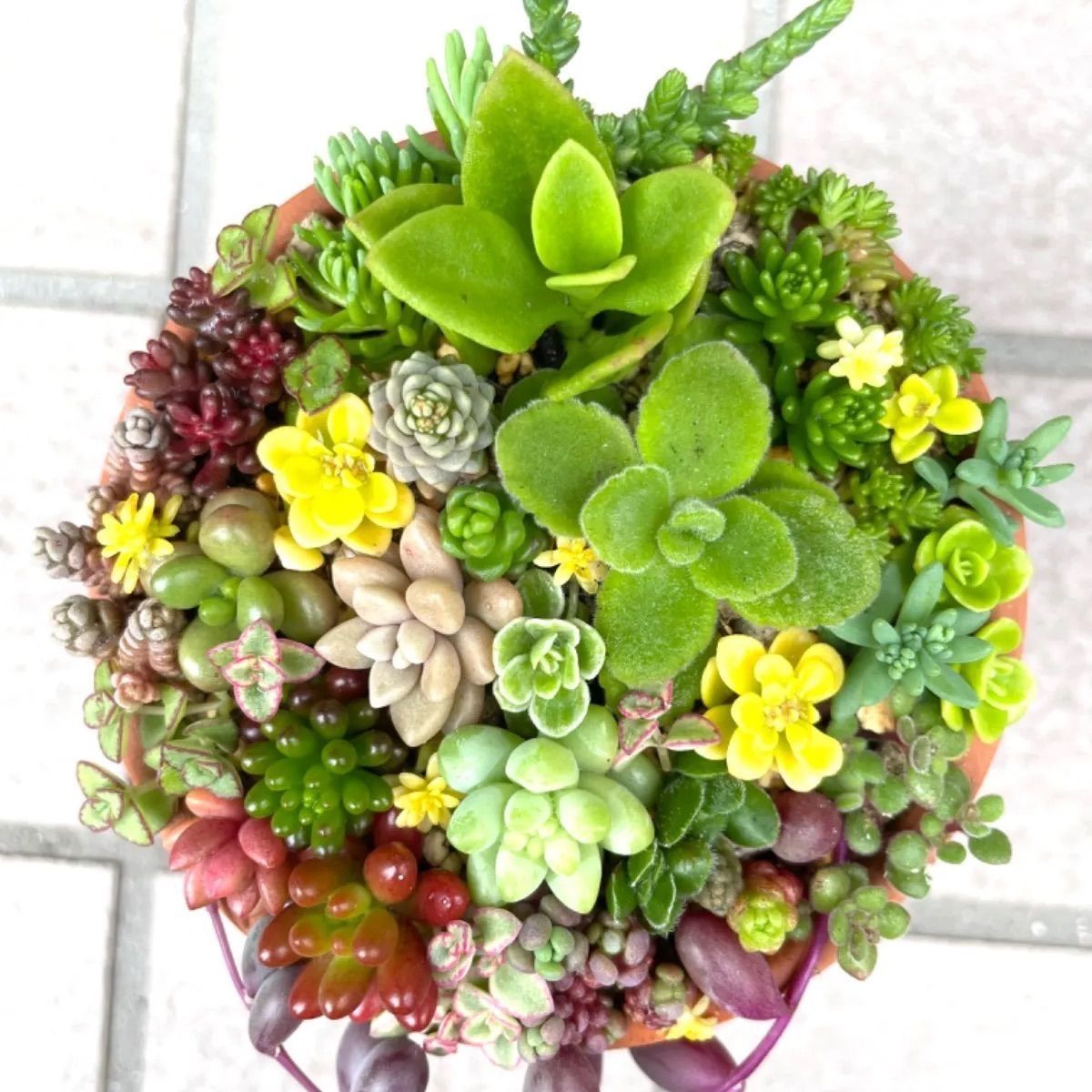 ★★セダム畑❤️★このまま飾れます★寄せ植え★ちまちまキュンキュン★多肉植物 セダム畑❤️☆寄せ植え☆このまま飾れます☆ちまちまキュンキュン☆