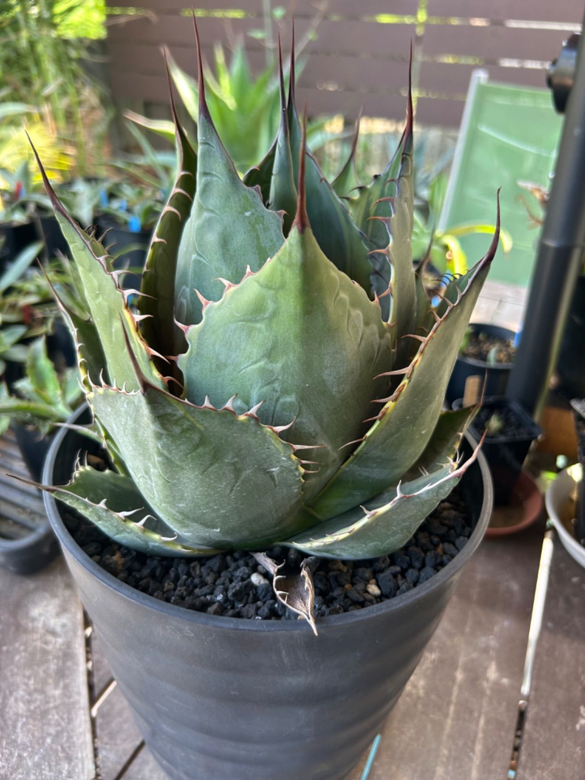 パラサナ ファイヤーボール 大株 (Lj_plants W501アガベ パラサナ錦 