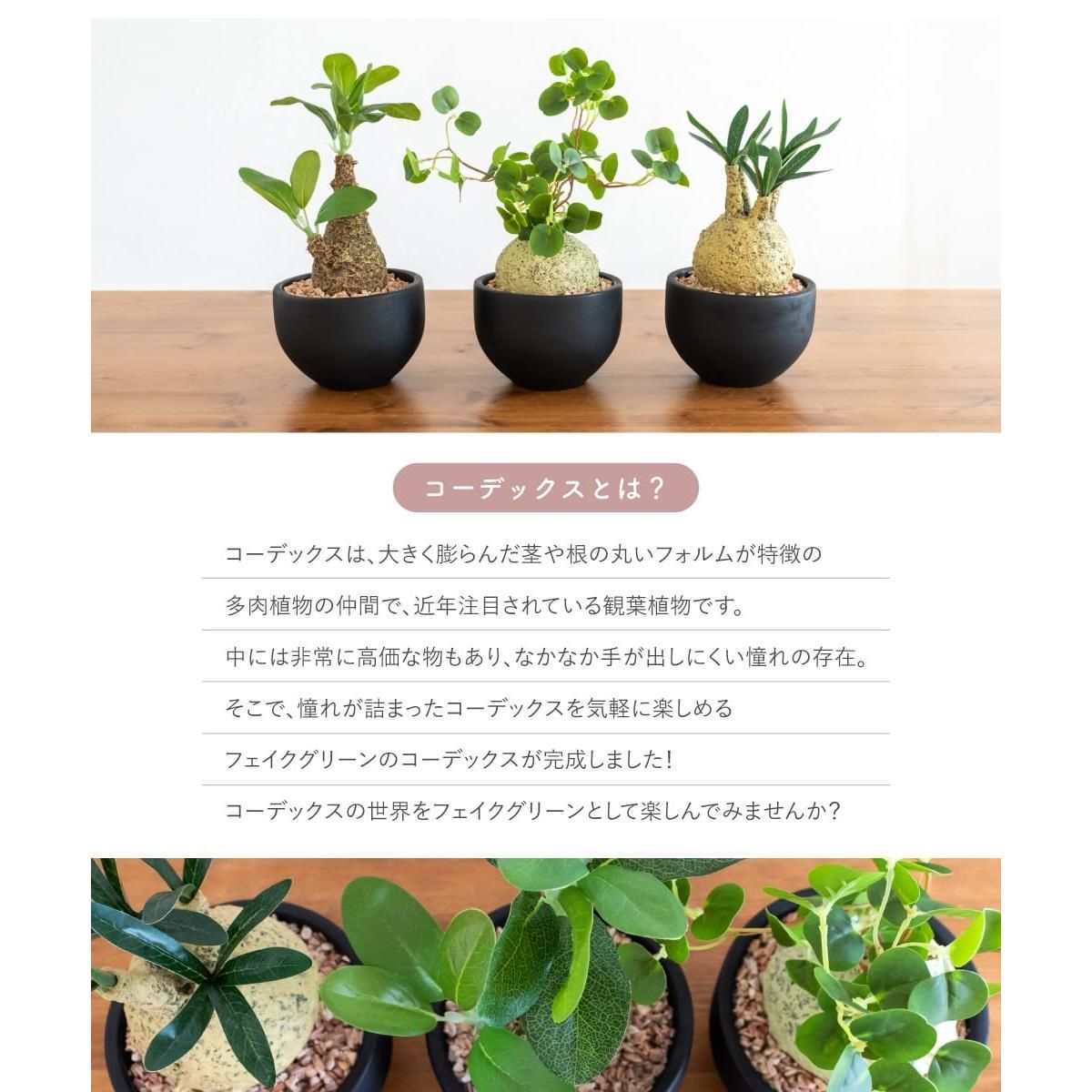 送料込]ラフィオナクメ Raphionacme 人工観葉植物 フェイクグリーン おしゃれ ラフィオナクメ コーデックス 塊根植物 多肉植物 インテリア  エクリア グリーナリーライフ 消臭 アーティフィシャルグリーン Raphionacme Lサイズ 1個 - メルカリ