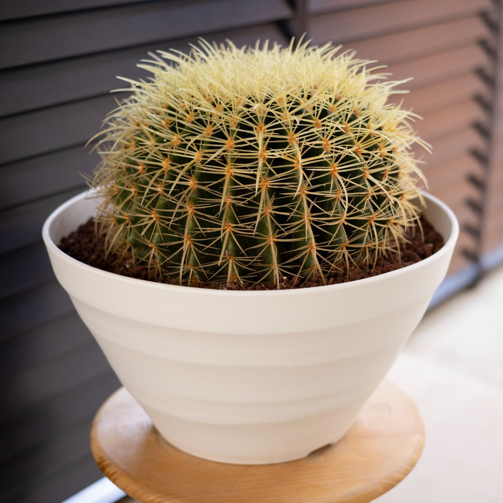 発根済】36cm 金鯱 サボテン 特大 12号 多肉植物 ドライガーデン