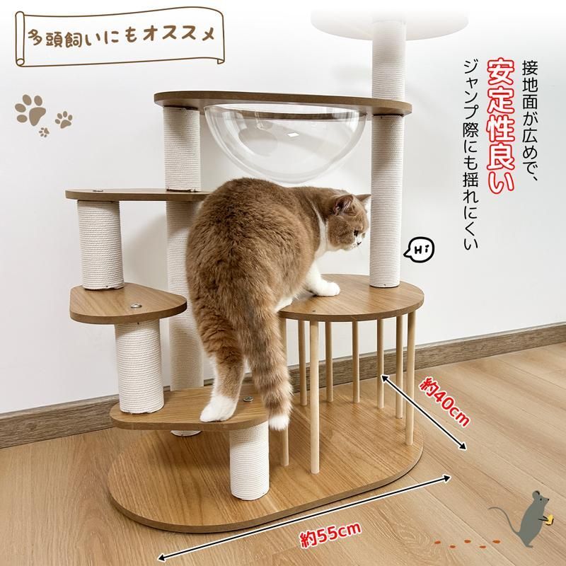 シニア猫