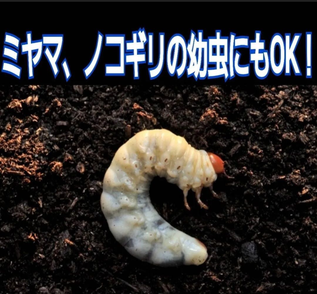 40gを超える国産カブ幼虫がゴロゴロでてきたオオヒラタケ菌床自然発酵カブトムシマット【たっぷり60リットル】天然の有効菌のみで仕上がったバクテリアマット  幼虫の餌、産卵に！ - メルカリ