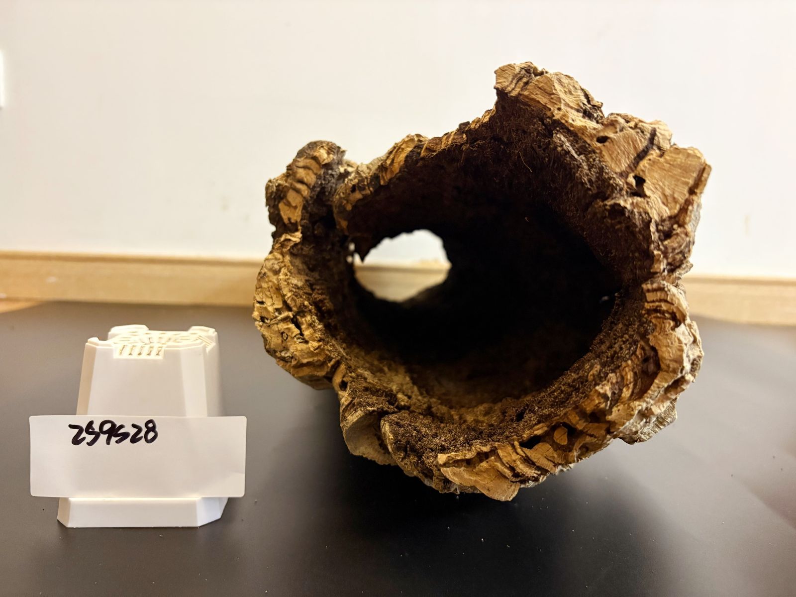 バージンコルク